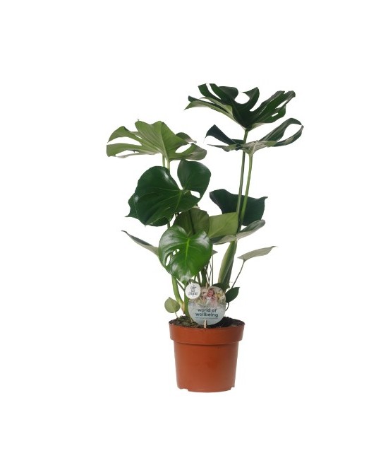 Monstera Costilla de Adán  Planta de Interior Tropical Elegante y Fácil de Cuidar

