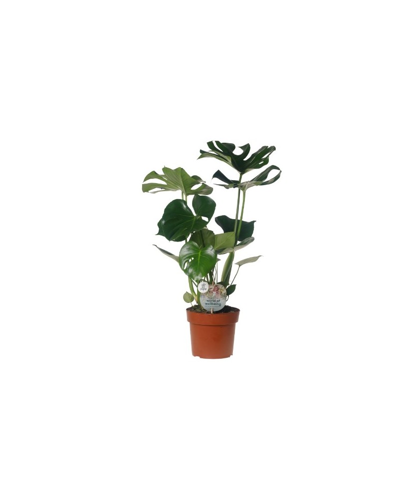 Monstera Costilla de Adán  Planta de Interior Tropical Elegante y Fácil de Cuidar

