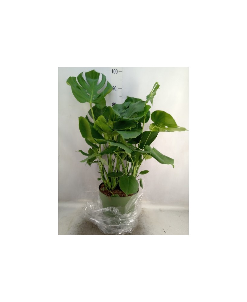 Monstera Deliciosa  Planta de Interior Tropical con Hojas Perforadas | Endanea Garden

