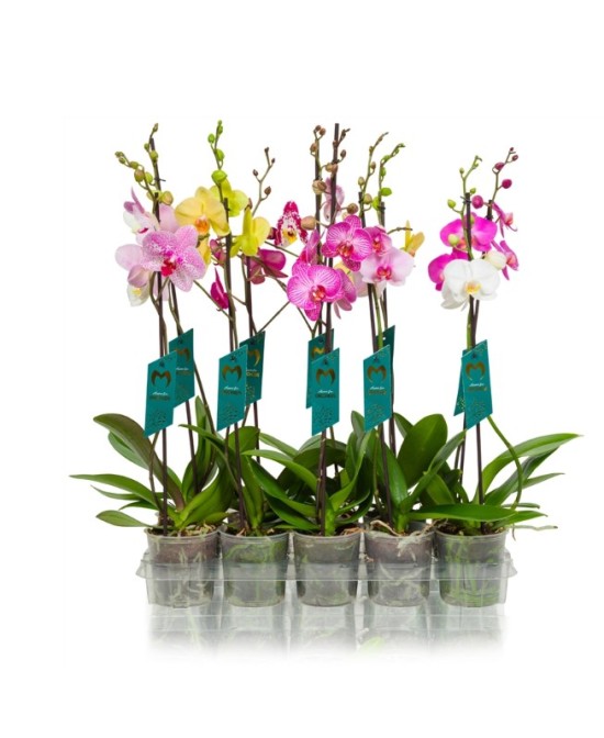 Phalaenopsis | Orquídea Mariposa de Interior con Flores Duraderas y Fácil Cuidado

