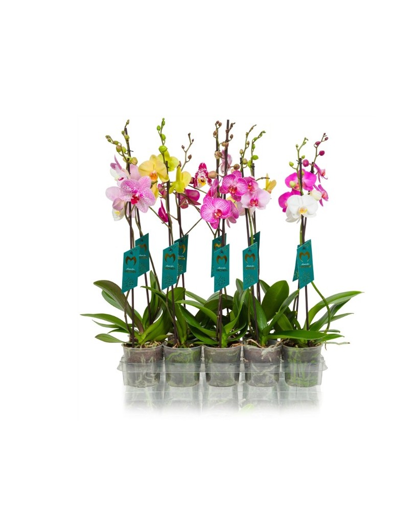 Phalaenopsis | Orquídea Mariposa de Interior con Flores Duraderas y Fácil Cuidado

