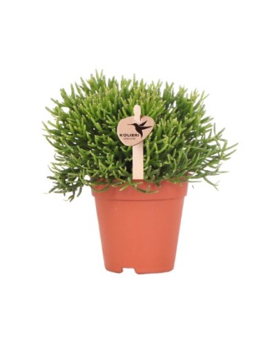 RHIPSALIS CASHERO  Planta Colgante Exótica de Interior Fácil de Cuidar

