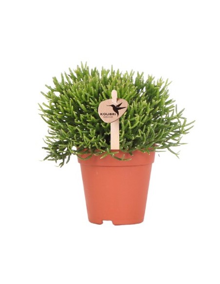 RHIPSALIS CASHERO  Planta Colgante Exótica de Interior Fácil de Cuidar

