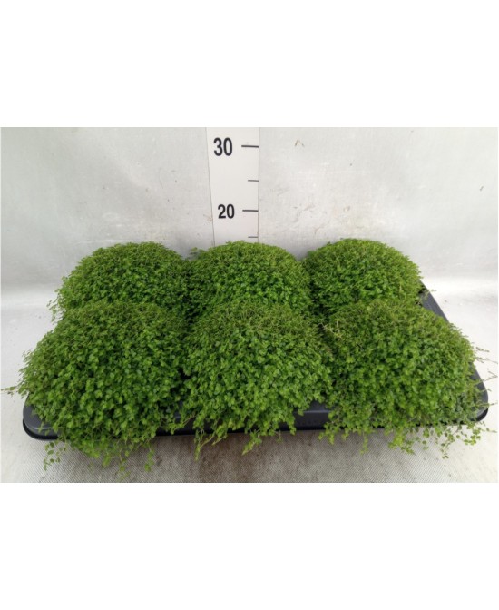 SOLEIROLIA SOLEIROLII OUTDOOR