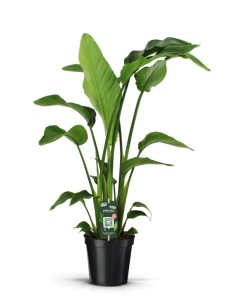 Strelitzia Nicolai  Ave del Paraíso Gigante Planta Tropical para Interior y Exterior

