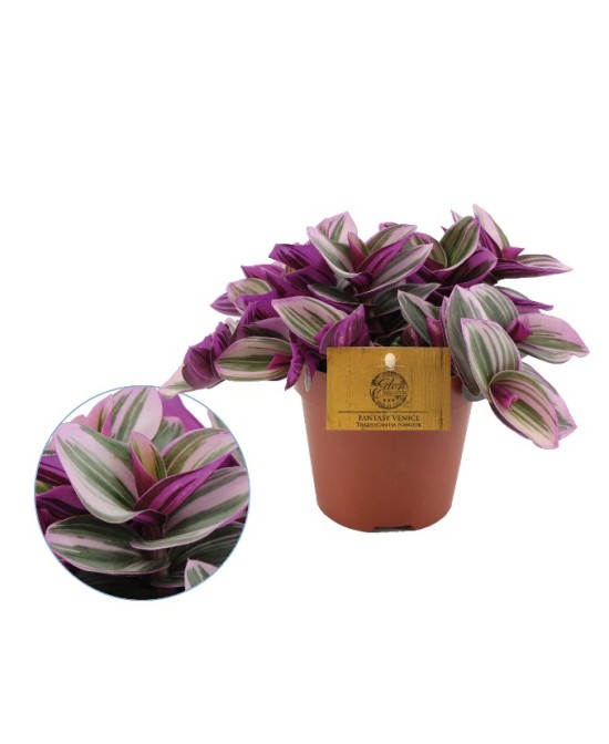 TRADESCANTIA