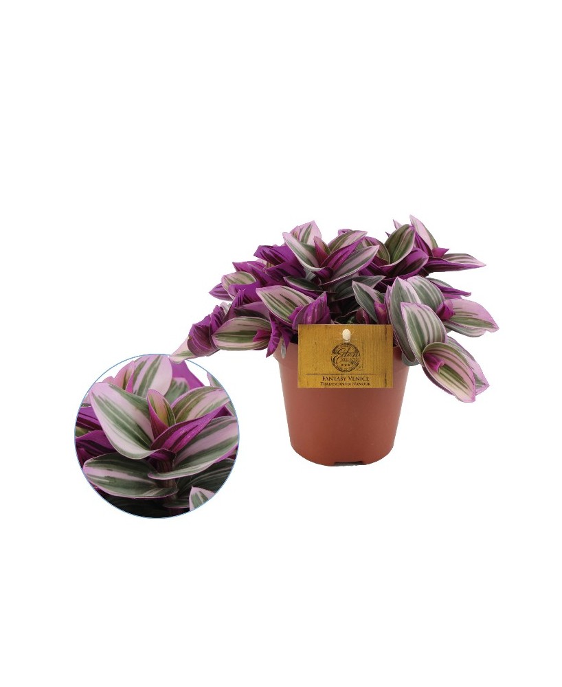 TRADESCANTIA