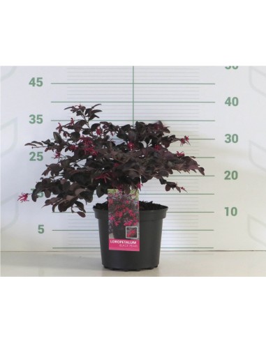 Loropetalum Chinensis Pipa S Red 2.5L  Follaje Rojo y Flores Rosadas | Endanea Garden

