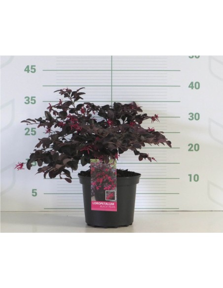 Loropetalum Chinensis Pipa S Red 2.5L  Follaje Rojo y Flores Rosadas | Endanea Garden

