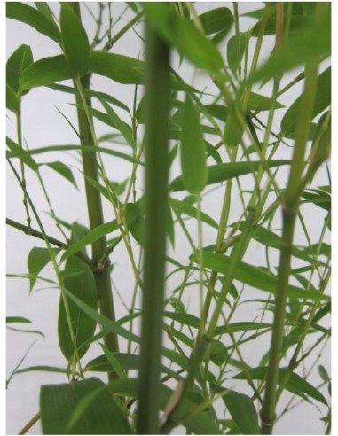 Phyllostachys Bisseti 5L  Bambú resistente, rápido crecimiento y setos naturales

