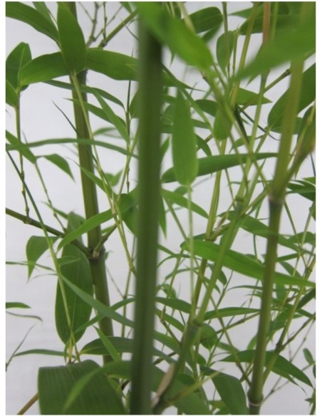 Phyllostachys Bisseti 5L  Bambú resistente, rápido crecimiento y setos naturales

