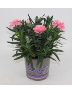 Dianthus Pink Kisses - Planta Perenne con Flores Rosas y Fragancia | Endanea Garden

