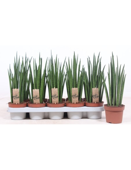 Sansevieria Lengua de Suegra planta de interior resistente y decorativa Endanea Garden

