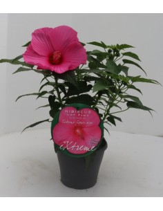 Hibiscus Planta Tropical | Flores Grandes y Vibrantes para Jardín y Terraza

