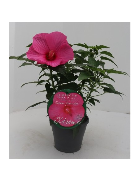 Hibiscus Planta Tropical | Flores Grandes y Vibrantes para Jardín y Terraza

