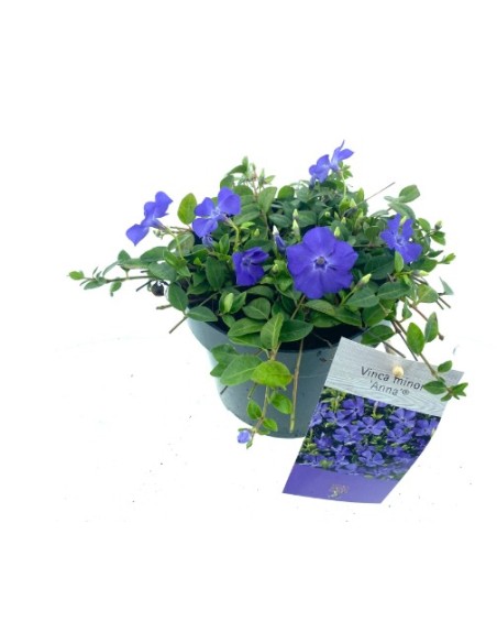 Vinca Planta Ornamental  Flores Vibrantes y Resistencia | Endanea Garden

