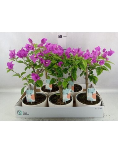 Bouganvilla Trepadora  Floración Colorida y Resistente para Jardín | Endanea Garden

