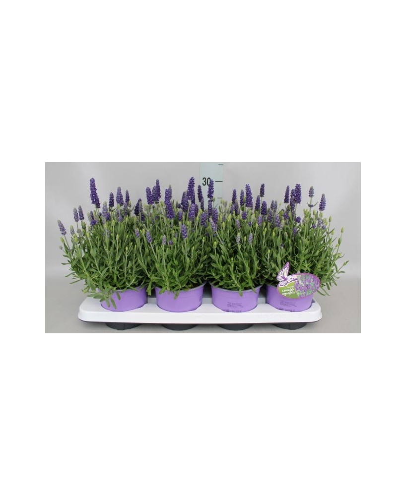 Lavanda Perenne con Aroma Natural  Ideal para Jardín y Hogar | Endanea Garden


