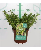 Fertilizante Líquido COPROSMA MIX 2L  Nutrición Equilibrada para Plantas y Arbustos

