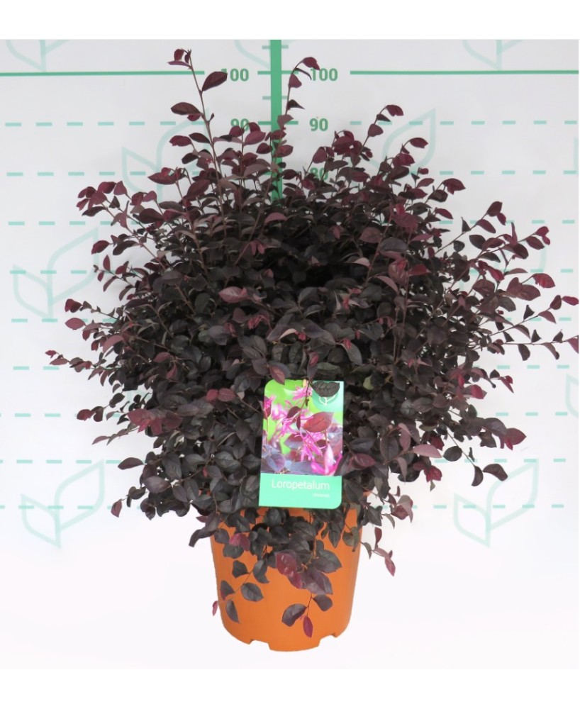 Loropetalum Black Pearl  Planta Ornamental con Follaje Negro y Flores Rosadas


