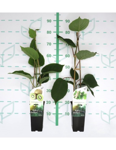 Actinidia Deliciosa (Kiwi) 2L con Tutor 75 cm | Planta Frutal en Endanea Garden

