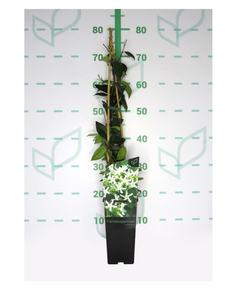 Trachelospermum Jasminoides Jazmín Estrella  Planta Trepadora Aromática para Jardines y Pérgolas

