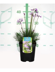 Tulbaghia Violacea 2L | Ajo Salvaje con Flores Violetas | Endanea Garden

