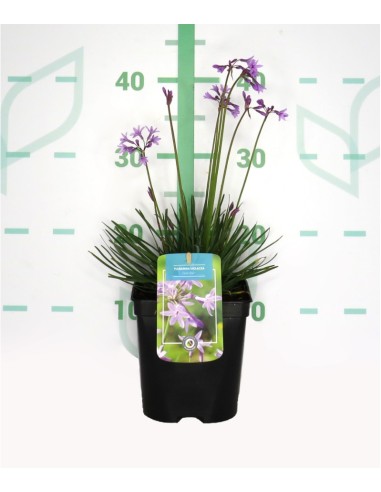Tulbaghia Violacea 2L | Ajo Salvaje con Flores Violetas | Endanea Garden

