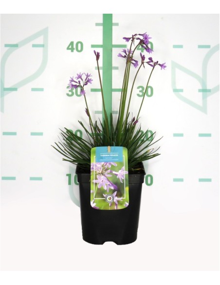 Tulbaghia Violacea 2L | Ajo Salvaje con Flores Violetas | Endanea Garden

