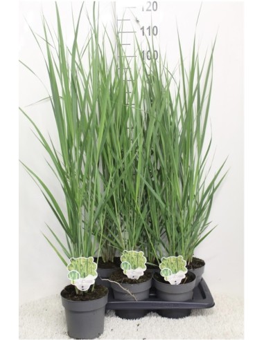 Panicum Virgatum "Prairie Sky" 2.5L  Gramínea Ornamental Azul para Jardines Modernos

