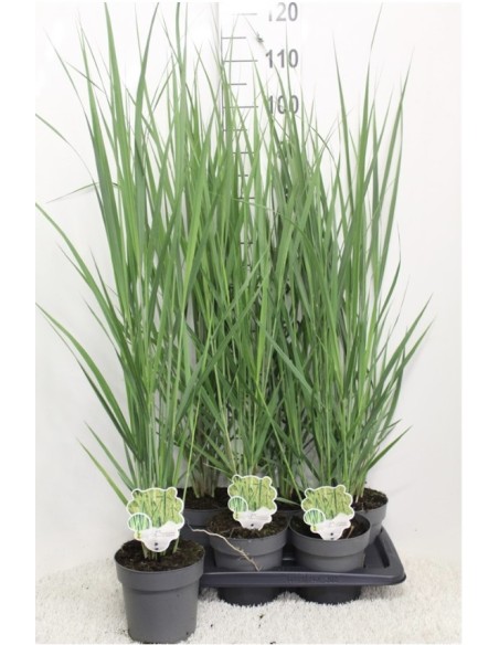 Panicum Virgatum "Prairie Sky" 2.5L  Gramínea Ornamental Azul para Jardines Modernos

