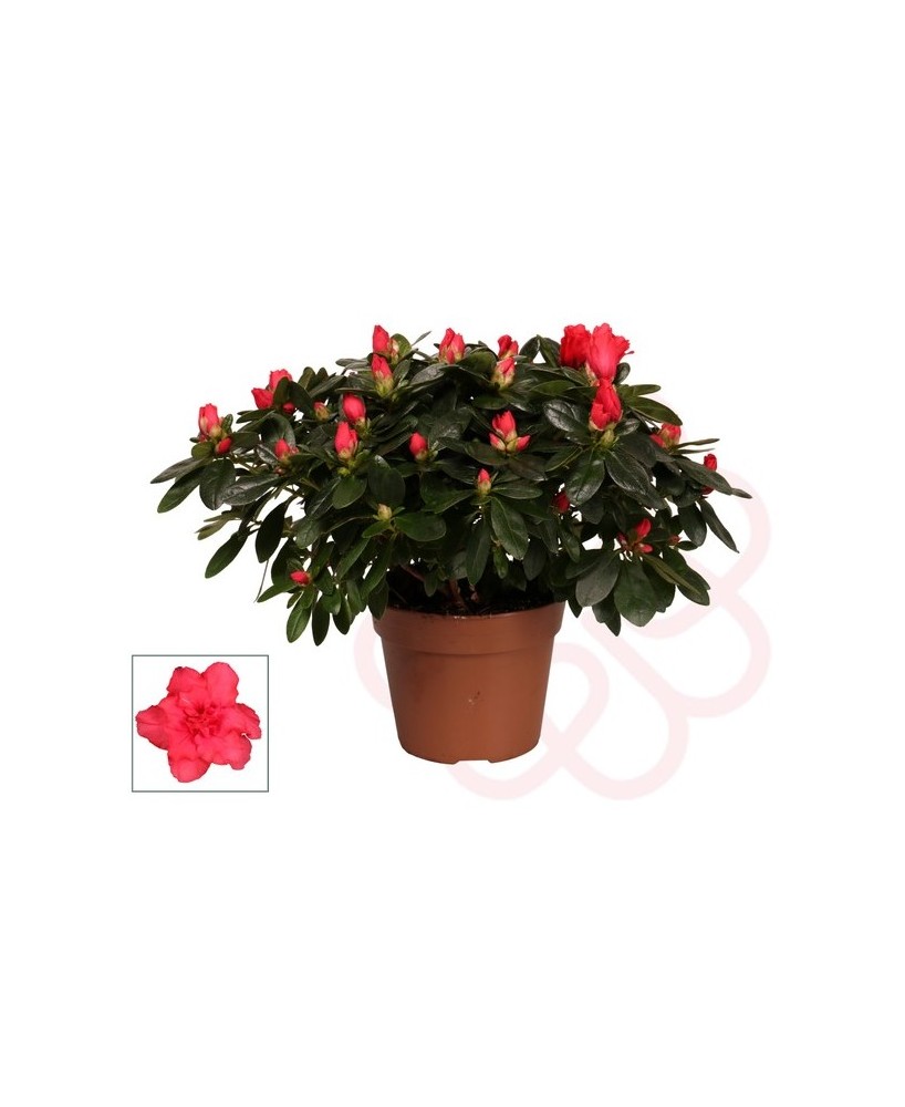 AZALEA MULTICOLOR