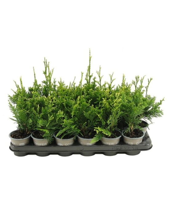 Thuja Plicata Ciprés de Laurel  Setos y Privacidad para Jardín | Endanea Garden

