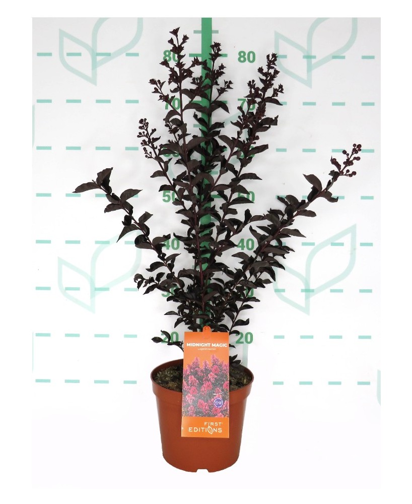 Lagerstroemia indica 10L  Arbusto florido para jardín con flores vibrantes

