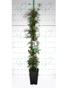 Jasminum Playanthum 4L  Jazmín trepador fragante para pérgolas y muros

