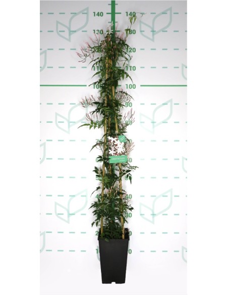Jasminum Playanthum 4L  Jazmín trepador fragante para pérgolas y muros

