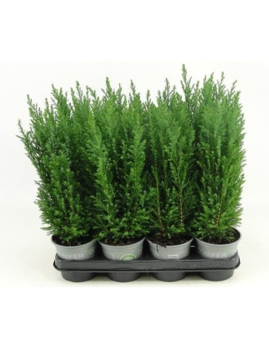 CHAMAECYPARIS LAW ELLWOODII