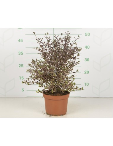 Lophomyrtus Ralphii Purpurea Nana 2.5L  Arbusto compacto de follaje púrpura | Endanea Garden

