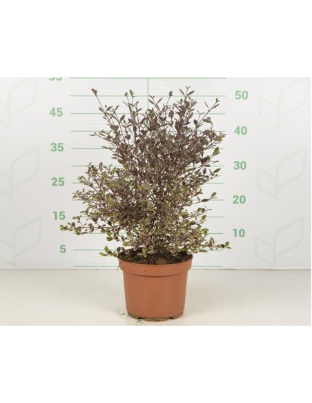 Lophomyrtus Ralphii Purpurea Nana 2.5L  Arbusto compacto de follaje púrpura | Endanea Garden

