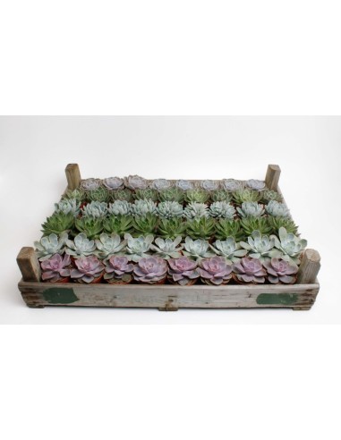 Echeveria Suculenta de Roseta  Planta Fácil de Cuidar, Decorativa y Resistente para Interiores y Exteriores

