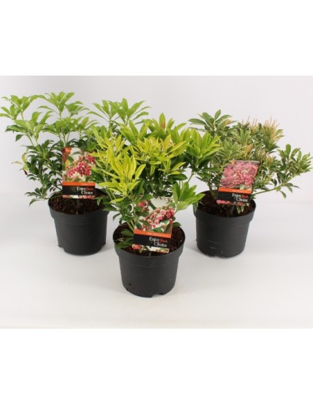 Pieris Japonica - Arbusto Perenne con Floración y Follaje Decorativo

