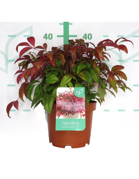 Nandina Domestica Blush Pink 3L  Planta Ornamental de Colores Cambiantes

