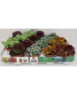 Sedum Planta Suculenta Resistente y Fácil de Cuidar | Endanea Garden

