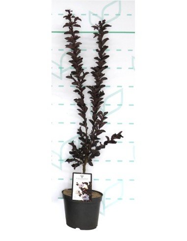 Lagerstroemia Indica Black Diamond 3.5L | Planta Ornamental de Hojas Oscuras y Flores Vibrantes

