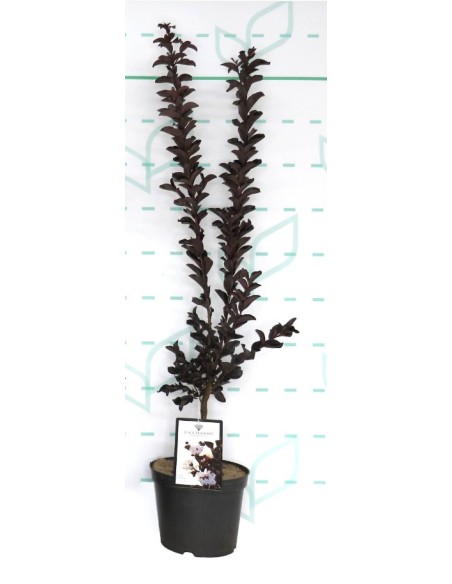 Lagerstroemia Indica Black Diamond 3.5L | Planta Ornamental de Hojas Oscuras y Flores Vibrantes

