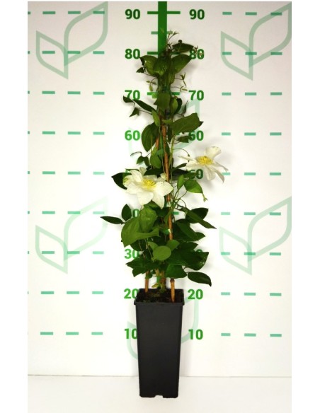 Clematis Mix 2L  Enredaderas Florales para Jardines y Pérgolas | Endanea Garden

