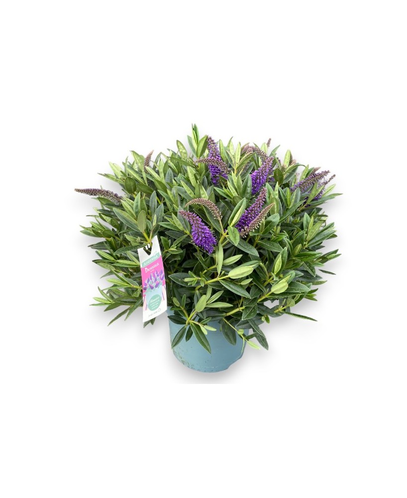 Hebe Addenda Arbusto Ornamental Compacto con Floración Vibrante | Endanea Garden

