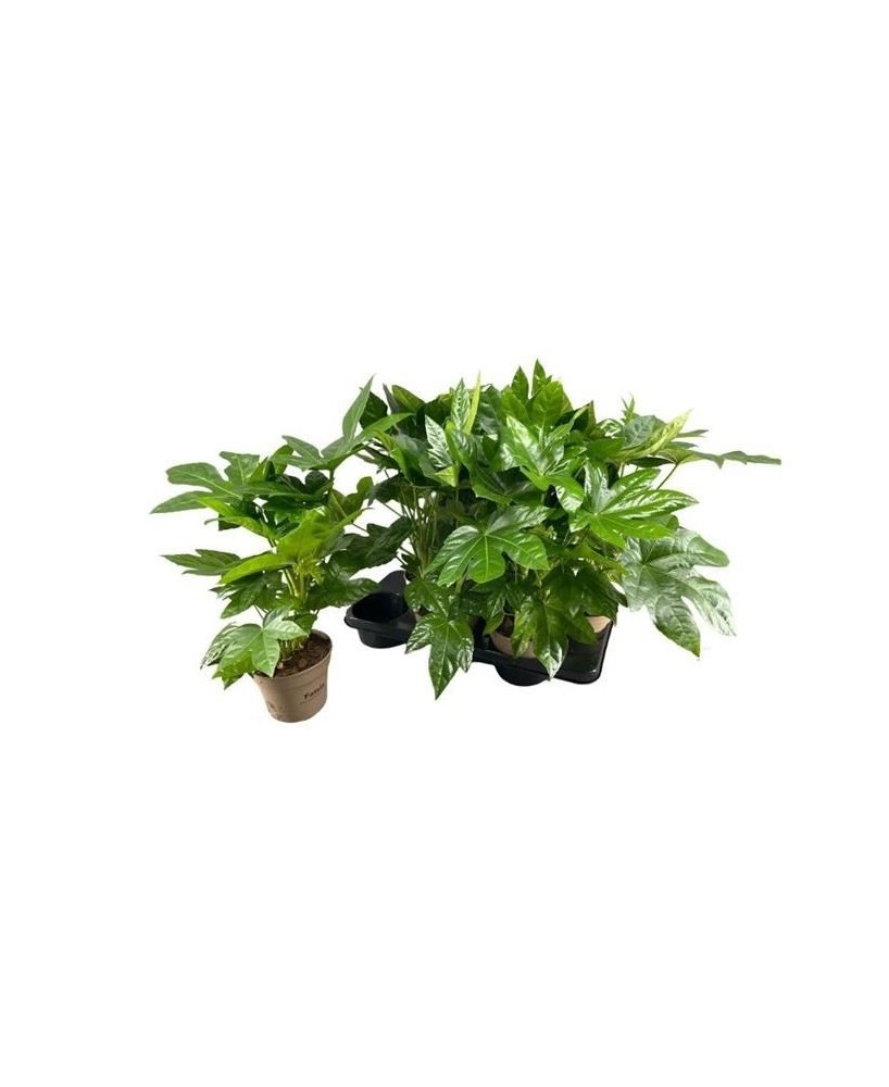 Fatsia Japonica Aralia Japonesa planta ornamental resistente para interiores y jardines

