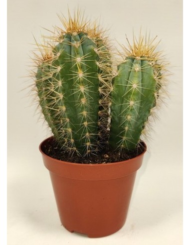 Cereus Cactus  Cactus columnar resistente y de bajo mantenimiento | Endanea Garden

