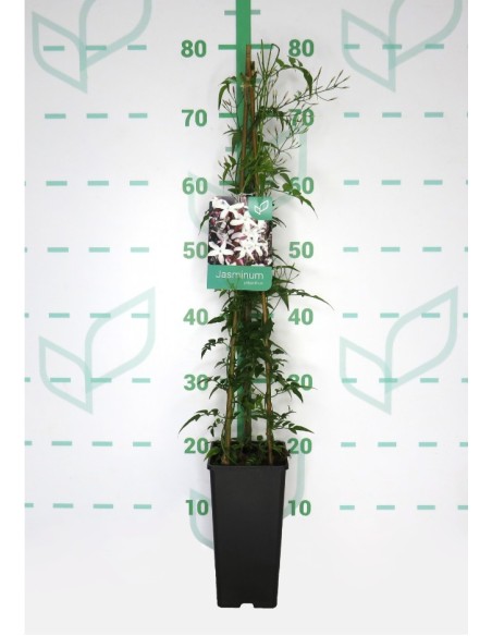 Jasminum Polyanthum  Planta Trepadora con Flores Blancas y Aroma Fragante

